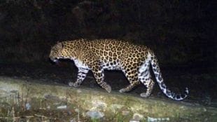 pune airport leopard spotted near runway again forest department sets traps to catch pune