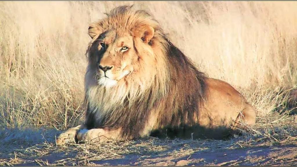 Nagpur Gujarat begins 16th Asiatic Lion Census first since 2015 starting on Saturday Nagpur Gujarat begins 16th Asiatic Lion Census first since 2015 starting on Saturday