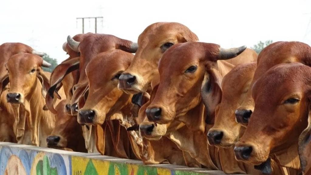 district level livestock exhibition from february 21 in thane district level livestock exhibition from february 21 in thane