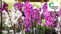 यक्षपुष्प अर्थात ऑर्किड्स