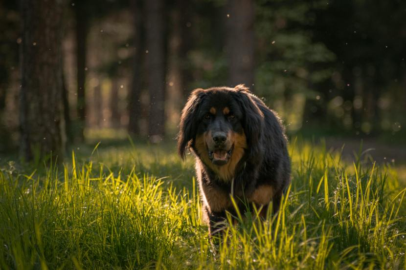 most expensive dog breeds in india | pets dogs | best pets for home
