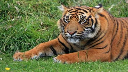 state ministers demanded immediate capture of tigers urging increased forest department manpower and permanent deployment