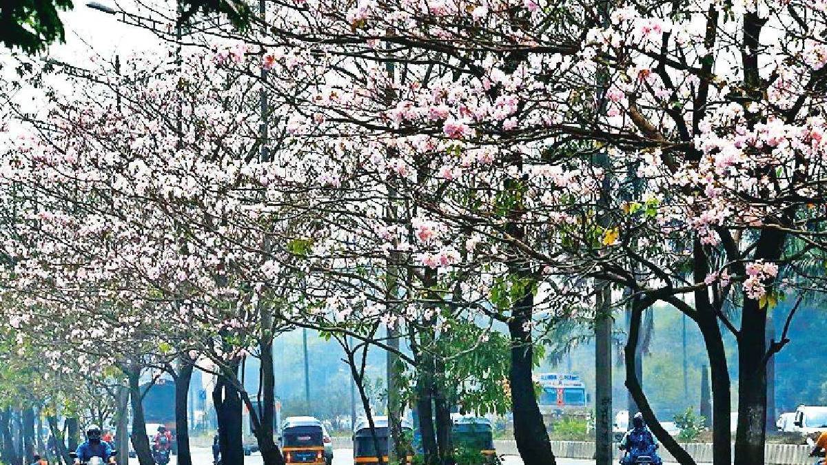 Spring Le all about the spring season spring season months spring season fact ...