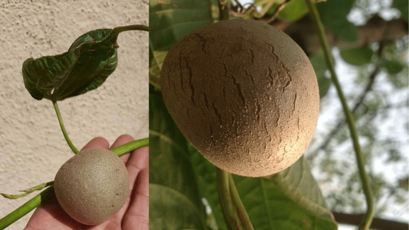 air potato cultivation