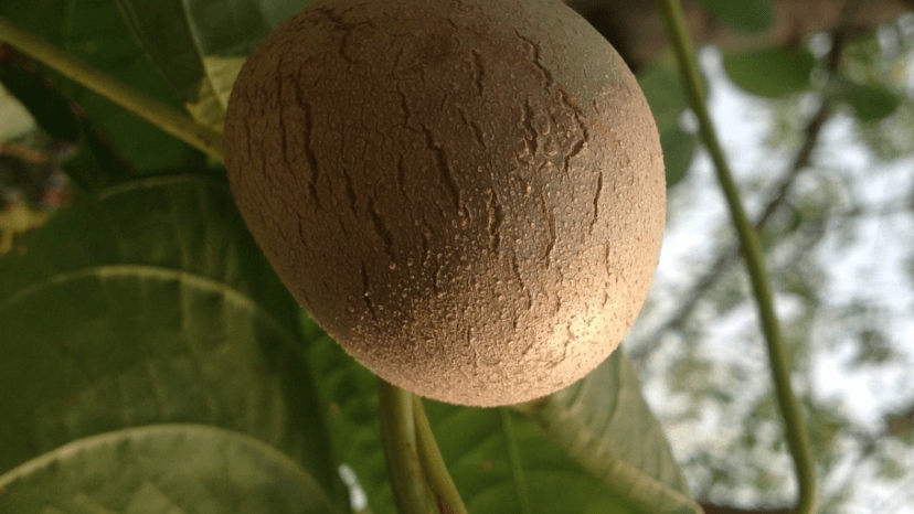 air potato cultivation