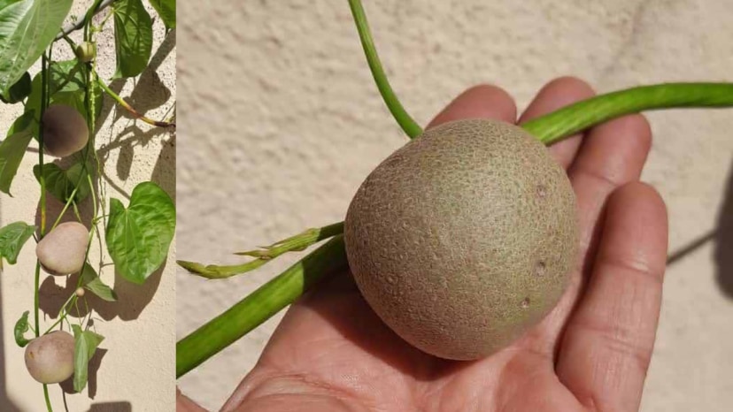 air potato cultivation