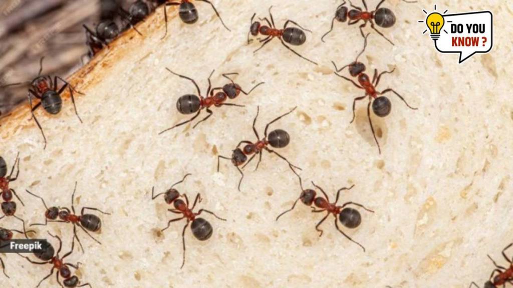 Ants in your house