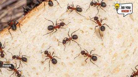 Ants in your house
