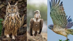 Boramani Grassland Safari Tourism Center in Solapur