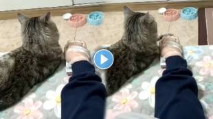 Video Shows Cat Holding Owner Hand