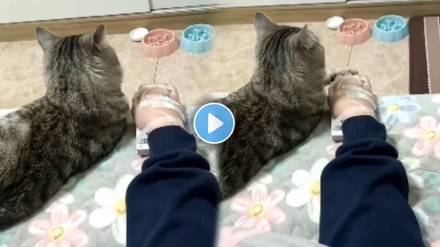 Video Shows Cat Holding Owner Hand