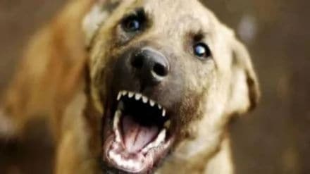 A five-year-old boy was seriously injured in a stray dog attack in Jalgaons Mauli Nagar area