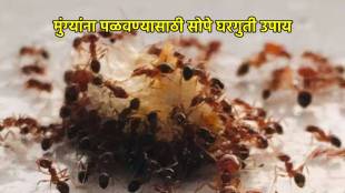 How to get rid of ants in the house quickly follow tips