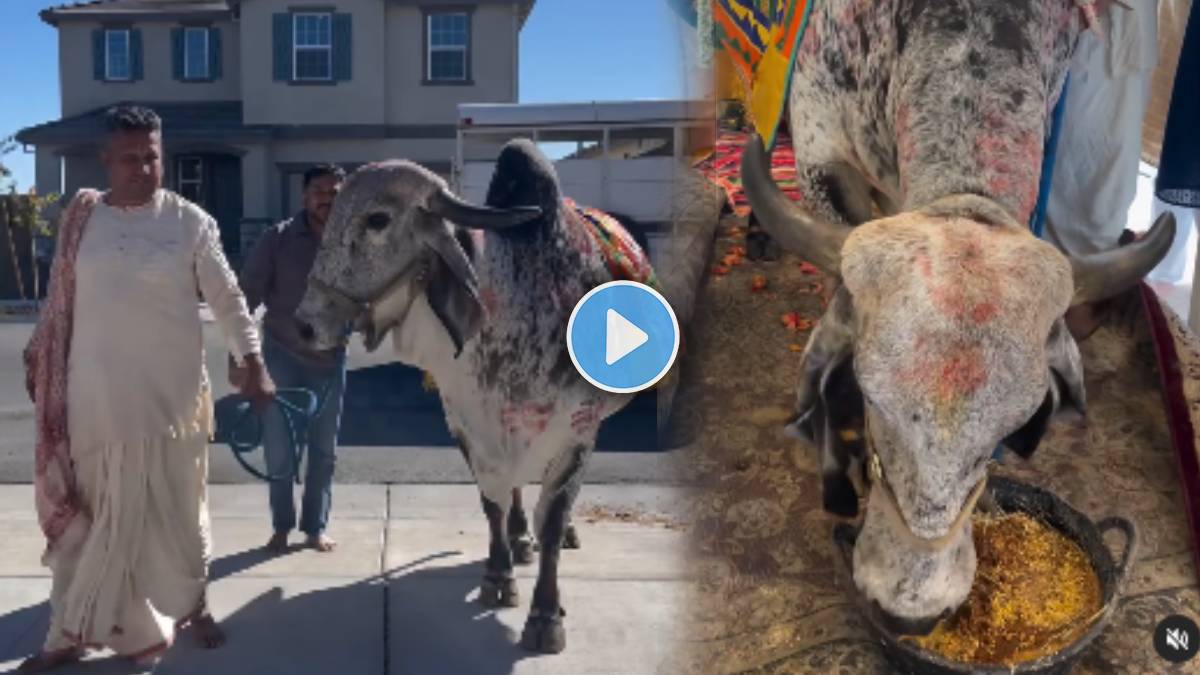 Viral Video Shows Indian Family Welcomes Cow Into US Home For ...