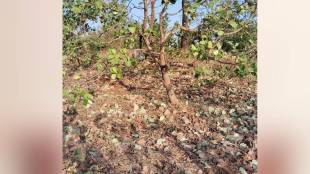Mango and cashew growers worried as gale force winds hit Sahyadri