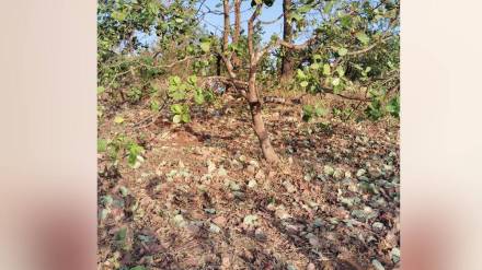 Mango and cashew growers worried as gale force winds hit Sahyadri