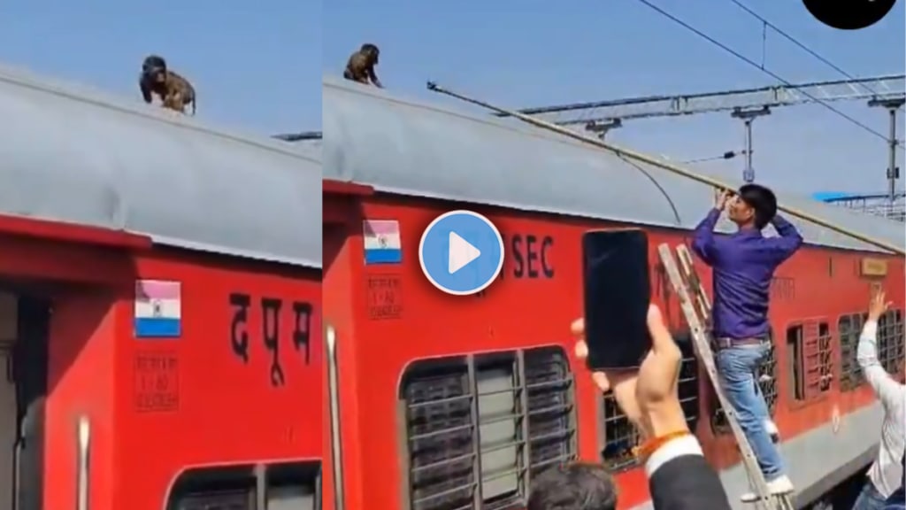 Monkeys travelled 180 km sitting on the roof of the train Chhattisgarh Express Video goes viral Monkeys travelled 180 km sitting on the roof of the train Chhattisgarh Express Video goes viral