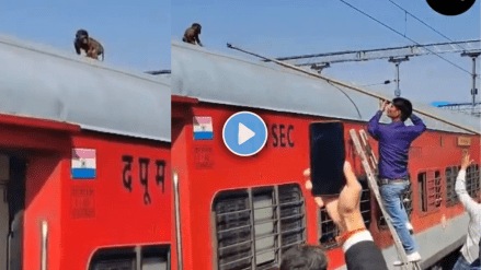 Monkeys travelled 180 km sitting on the roof of the train Chhattisgarh Express Video goes viral