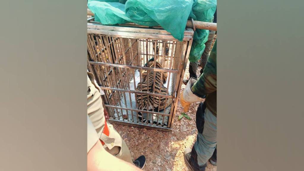 march 23 female killed by tiger which was later caught by forest officials march 23 female killed by tiger which was later caught by forest officials