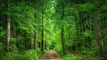 last 10 years 1734 square kilometers of forest land were allotted for development