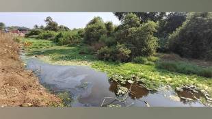 tivara trees destroyed by spraying toxic chemicals in suruchi bagh beach