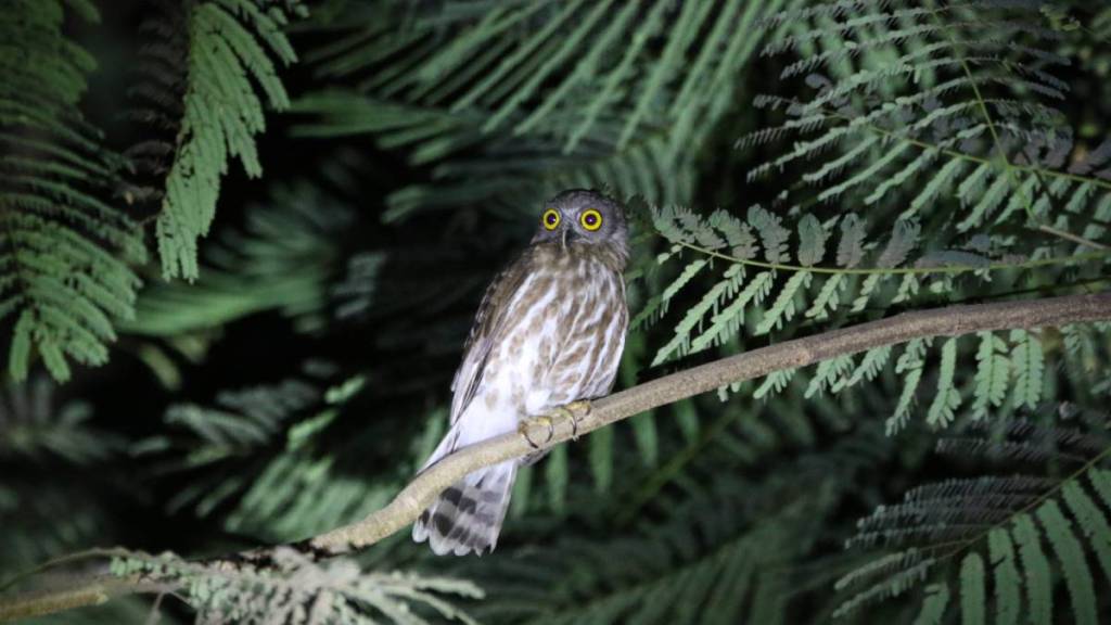 Brown eagle owl , housing complex, Goregaon,