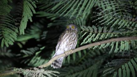 Brown eagle owl , housing complex, Goregaon,