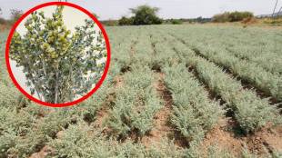 Davana, Jejuri , Chaitra month, Khandoba fort,