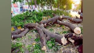 thane municipal corporation decided to prune dangerous branches of 6000 trees to prevent potential accidents during monsoon