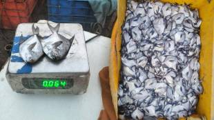 fishermen on maharashtras west coast catching silver papulet fish raising production concerns