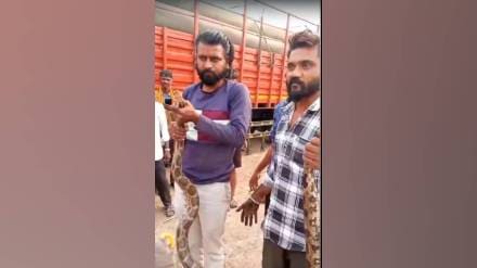 eight foot long python was found under goods Truck cabin in jalgaon on monday