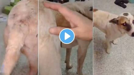 Bengaluru: Intoxicated Man Has Sex With Street Dog, Makes Cuts On Its Private Parts In Jayanagar