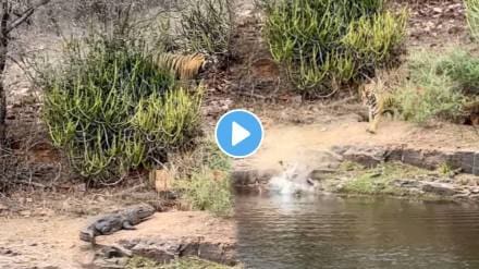A Tiger Encounters A Crocodile See What Happens Next Animal Video Viral on social media