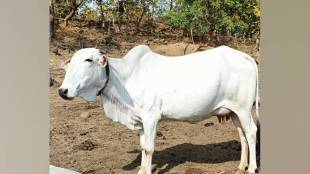 shri krishna went with rukhmini we stayed guarding Kamdhenu these guards live in fear of the tiger