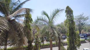 over 300 trees in kandivali to be felled for coastal road expansion between versova dahisar