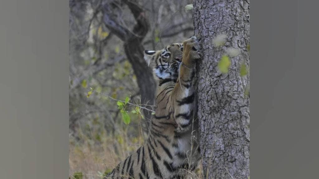 tourists favorite tigress Sitara was found noose stuck in her leg tourists favorite tigress Sitara was found noose stuck in her leg