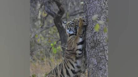 tourists favorite tigress Sitara was found noose stuck in her leg
