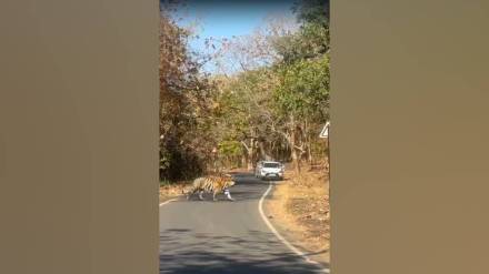 tiger from tadoba reserve came to the road in search of waterstopping passing vehicles in awe tiger from tadoba reserve came to the road in search of waterstopping passing vehicles in awe