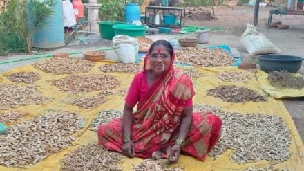 beej mata Rahibai Popre is busy in producing village seeds