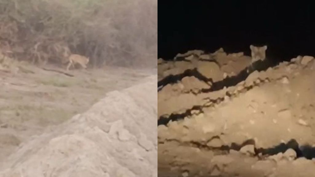 Tiger terror in Painganga open coal mine in Vekoli forest area