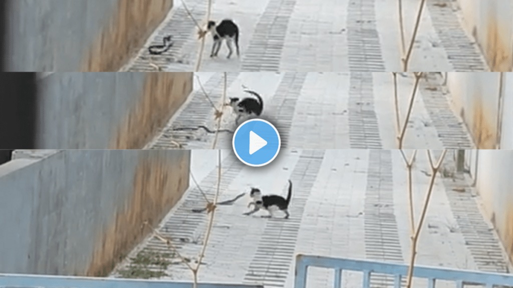 viral video Cat vs Snake Battle,