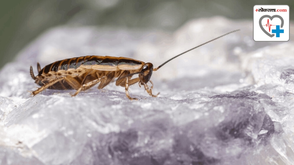 What is cockroach milk its next superfood said by researchers What is cockroach milk its next superfood said by researchers