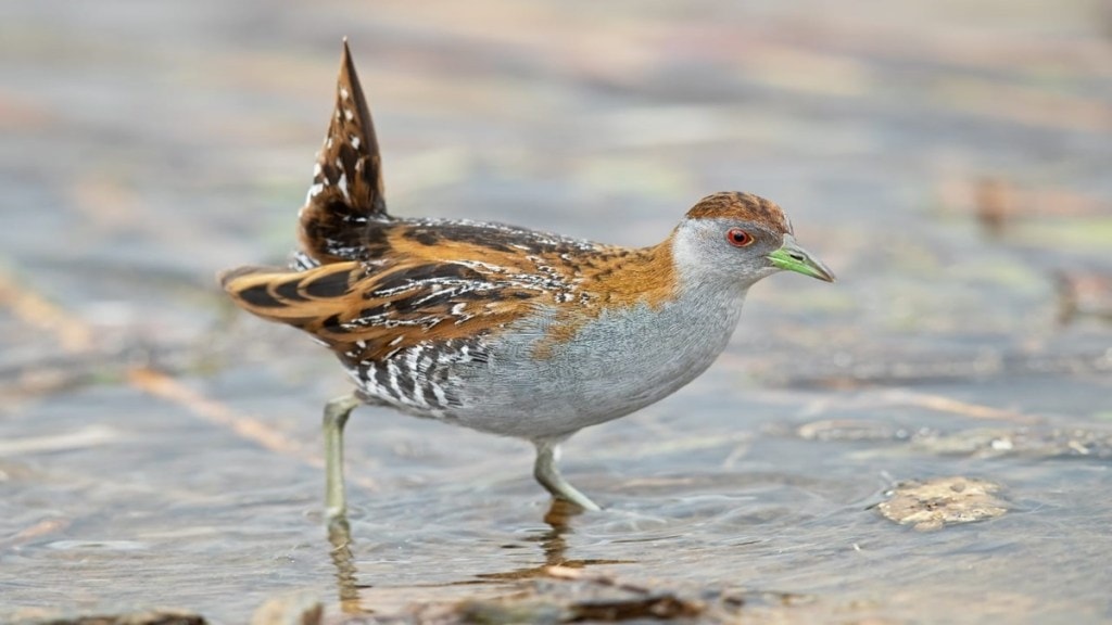 Baillons Crake, bird , Satara, Baillons Crake, bird , Satara,