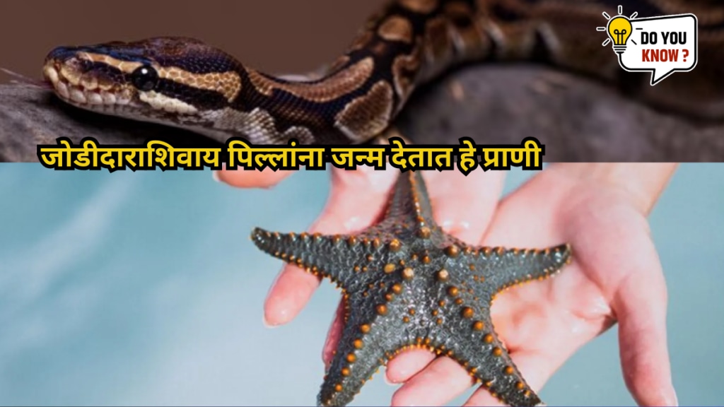 animals that reproduce asexually