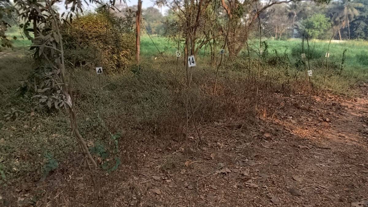 Pathetic Tree pathetic condition of the trees planted in Aarey Mumbai news | आरेमध्ये ...