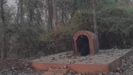 Tadoba Andhari Tiger Reserve news in marathi