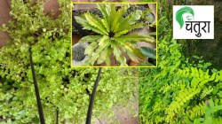 निसर्गलिपी : बागेला सदाहरित ठेवणारी फर्न