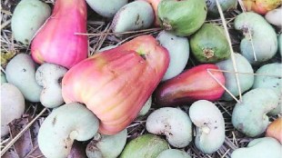 Deepak kesarkar cashew nuts