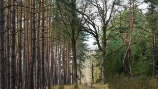 dongri car shed Forests wildlife