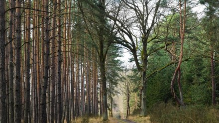 dongri car shed Forests wildlife